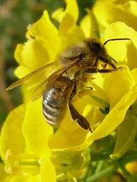 Photo d'une abeille butinant