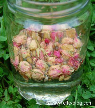 Macrat de rose dans du vinaigre